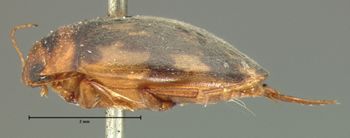 Media type: image;   Entomology 6011 Aspect: habitus lateral view
